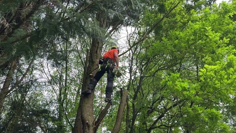 Tree and Shrub Care in Sinton, TX