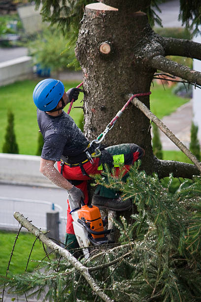 Trusted Sinton, TX Tree Removal Experts