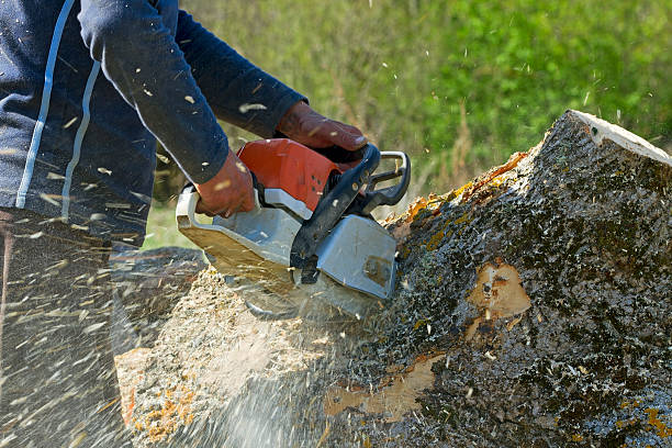 Sinton, TX Tree Removal Company