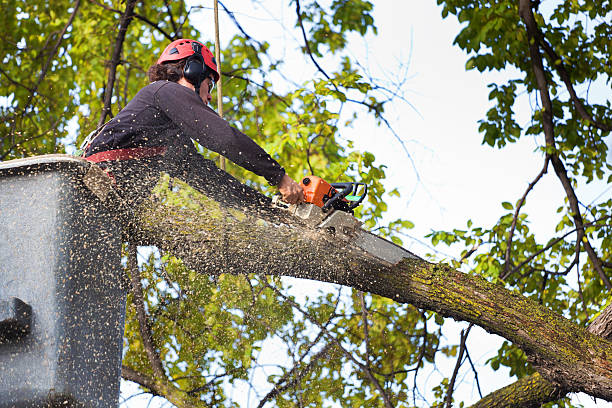 Best Lawn Pest Prevention  in Sinton, TX